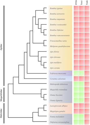 Convergent Loss of Prothoracicotropic Hormone, A Canonical Regulator of Development, in Social Bee Evolution